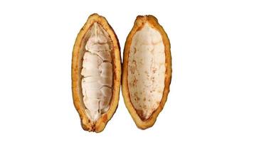 vainas de cacao aisladas en un fondo blanco. vainas de cacao partidas por la mitad. granos de cacao blanco. vainas de cacao como ingredientes para hacer chocolate. foto