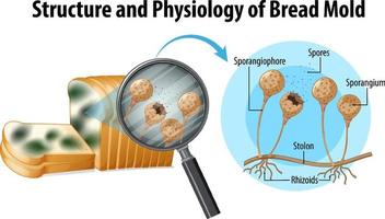 structure and physiology of bread mold vector