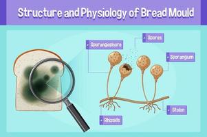 Structure and Physiology of Bread Mold vector