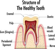 Infographic of human in structure of the healthy tooth vector