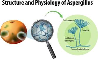 estructura y fisiología del aspergillus naranja vector