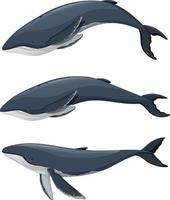 conjunto de dibujos animados de ballena jorobada sobre fondo blanco vector