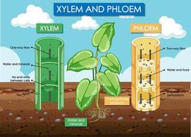 diagrama que muestra la planta de xilema y floema vector