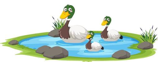 Duck in the pond on white background vector