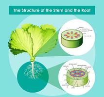 diagrama que muestra la estructura del tallo y la raíz