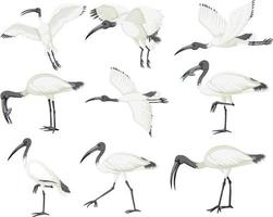 conjunto de ibis blanco australiano vector