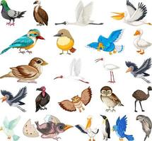 diferentes tipos de colección de aves vector