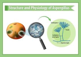 Structure and Physiology of orange mold vector