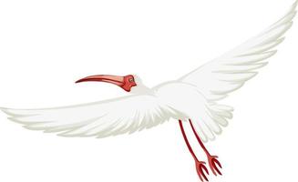 American white ibis isolated vector