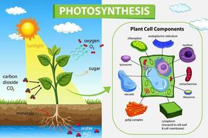 Photosynthesis diagram with plant and sunlight vector