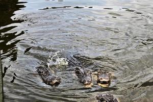 A view of an Aligator in Florida photo