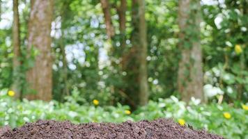 kleine boom groeit het is geplant en goed bewaterd. video