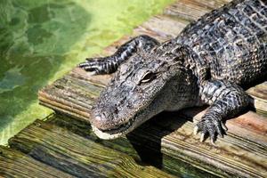 una vista de un caimán en florida foto