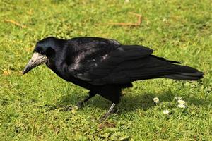 A close up of a Rook photo