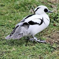 una vista de un pato smew foto