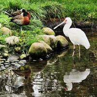 A close up of a Spoonbill photo