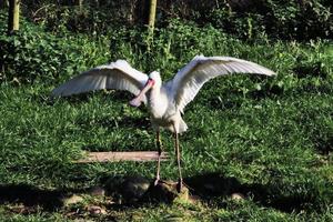 A close up of a Spoonbill photo