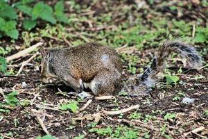 A close up of a Grey squirel photo