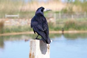 A close up of a Rook photo