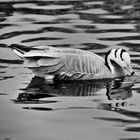 A view of a Bar Headed Goose photo