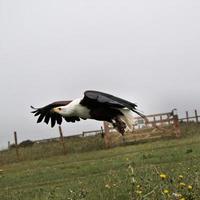 A view of an African Sea Eagle in Flight photo