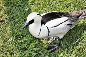 una vista de un pato smew foto