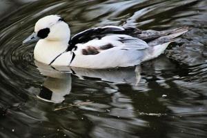 una vista de un pato smew foto