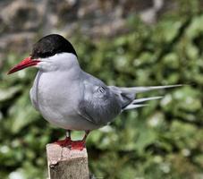 una vista de un charrán ártico en las islas farne foto