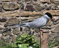 una vista de un charrán ártico en las islas farne foto