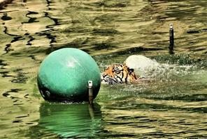 un primer plano de un tigre de bengala foto