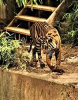 A close up of a Bengal Tiger photo