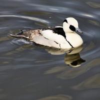 una vista de un pato smew foto