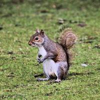 A close up of a Grey squirel photo