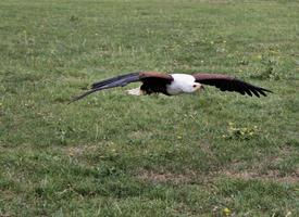 A view of an African Sea Eagle in Flight photo