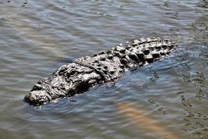 una vista de un caimán en florida foto