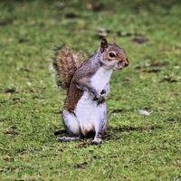 A close up of a Grey squirel photo