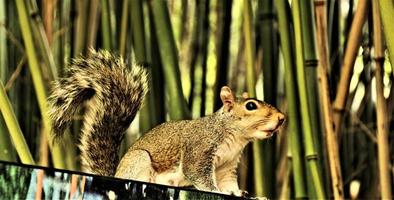 A close up of a Grey squirel photo