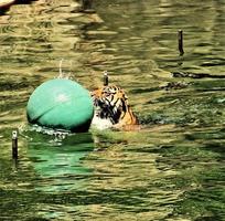 un primer plano de un tigre de bengala foto