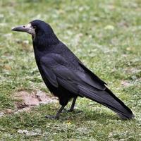 A close up of a Rook photo