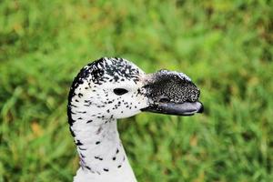 una vista de un pato peine sudafricano foto