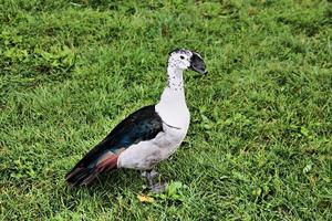 una vista de un pato peine sudafricano foto