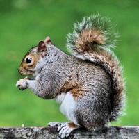 A close up of a Grey squirel photo