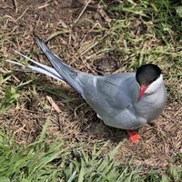 una vista de un charrán ártico en las islas farne foto