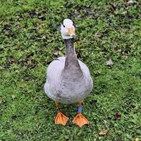 A view of a Bar Headed Goose photo