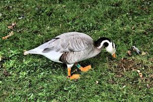 A view of a Bar Headed Goose photo