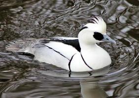 una vista de un pato smew foto