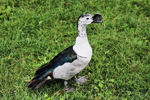 una vista de un pato peine sudafricano foto