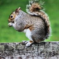 A close up of a Grey squirel photo