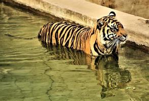 un primer plano de un tigre de bengala foto