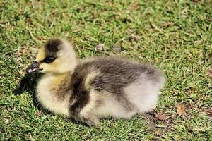 A view of a Bar Headed Goose photo